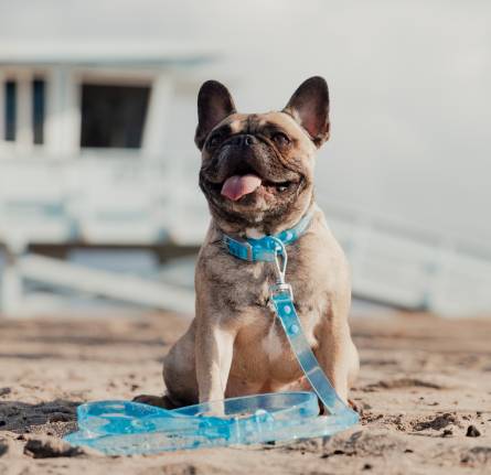 What is Loose Leash Walking, and how is different from other kinds of walks?