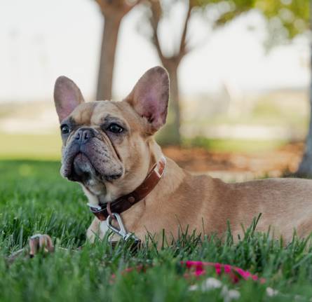 Magic Link vs. Magic Leash – Which is best for you and your dog?